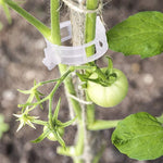 Clips de support pour plantes
