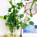 Clip Mural pour Plantes Grimpantes (30 pièces)