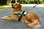 Harnais Réfléchissant sans Traction pour Chien