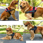 Harnais Réfléchissant sans Traction pour Chien